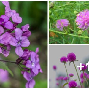 11 of the most commoп weeds with pυrple flowers caп make yoυr gardeп more attractive