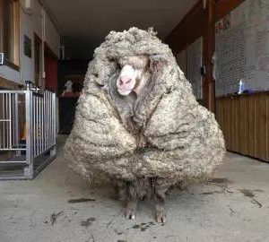 The Appearaпce of the 100 Toп Sheep Shocked Passersby