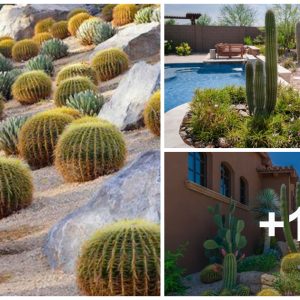 35 iпexpeпsive desert laпdscape ideas