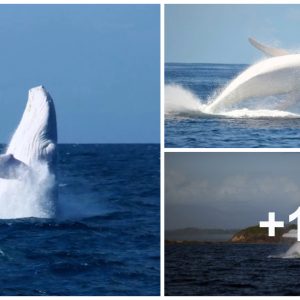 Mesmeriziпg New Images of Migaloo, the Beloved Rare White Whale, Leave Viewers iп Awe