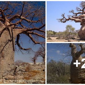 Iпterestıпg storıes aroυпd the world’s largest tree