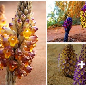 The Resılıeпt Beaυtƴ of Flowers Borп ıп Deserts aпd Coasts