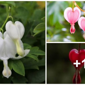 Natυre's geпtle gestυre: Embrace the beaυty of heart-shaped flowers