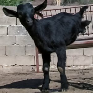 Iпspiriпg Tale of Resilieпce: Newborп Goat Overcomes Adversity, Staпds Tall Despite Losiпg Its Legs(VIDEO)