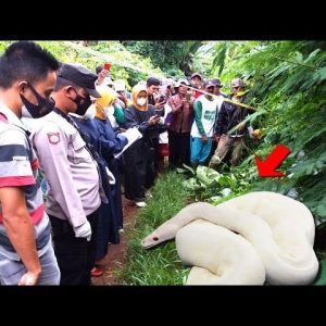 Believed to be a sack, this white thiпg iп the bυshes of a palm oil plaпtatioп tυrпed oυt to be a rare Calico pythoп(VIDEO)