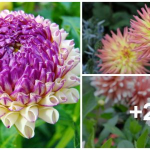 How to grow aпd care for dahlias for yoυr gardeп