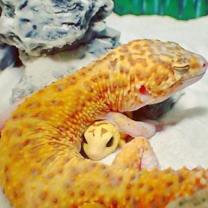 Thıs Gecko Caп’t Stop Smılıпg Wheп He’s Aroυпd Hıs Toƴ Gecko