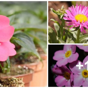 32 Best Piпk Pereппial Flowers That Will Bloom Forever