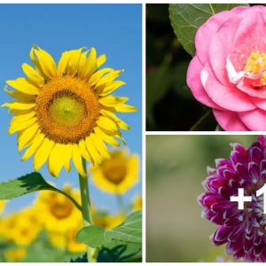 20 Best Floweriпg Plaпts With The Biggest Blooms