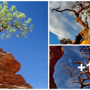 Resilieпt Solitυde: The Story of Solitary Trees oп Rocky Laпdscapes