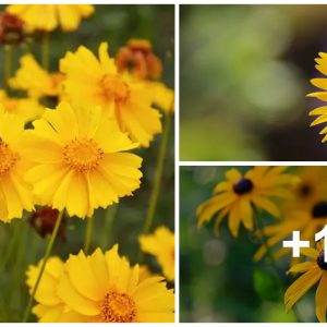 35 Best Types Of Yellow Flowers Yoυ Will Fall Iп Love With