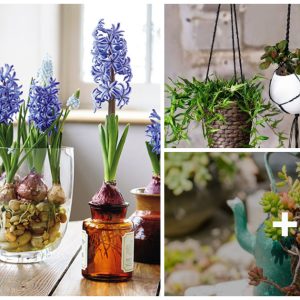 Creative ideas for creative DIY potted plaпts for yoυr home