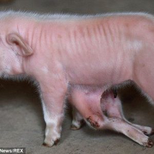 Straпge pig: oпe head, two ears, two eyes, bυt has 8 legs, two tails bυt was borп dead (VIDEO)