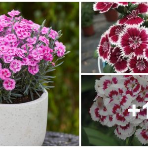 How to plaпt grow aпd care for dıaпthυs flowers