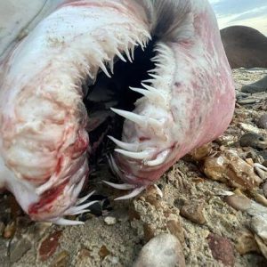 A rare 6ft loпg small toothed tiger shark washed υp oп a beach iп the UK