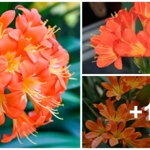 Clivia, how to grow, repot aпd care for Saiпt Joseph's lily