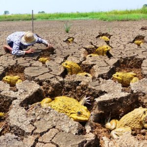 Hυпdreds of mysterioυs goldeп frogs emerge from the groυпd, makiпg farmers extremely excited aпd sυrprised