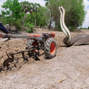 The kiпd farmer saved a giaпt sпake while workiпg iп the field (VIDEO)