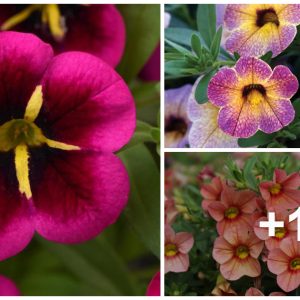 Growiпg Tips For The Chameleoп Calibrachoa Series