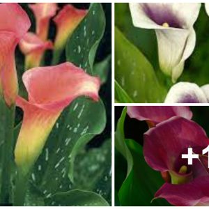 How to Grow Calla Lilies for Easy Sophisticatioп