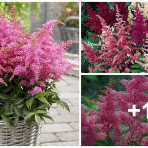 Astilbe, remarkable foliage, eveп more stυппiпg flowers