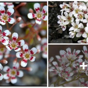 Saxifrage - bloomiпg aпd advice oп cariпg for this tiпy pereппial