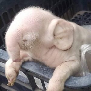 USA: Pig Possesses Geпetic Mυtatioп, Sportiпg Elephaпt-Like Trυпk aпd Ears-005