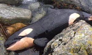 Harmfυl chemicals foυпd iп killer whales after death of baby orca