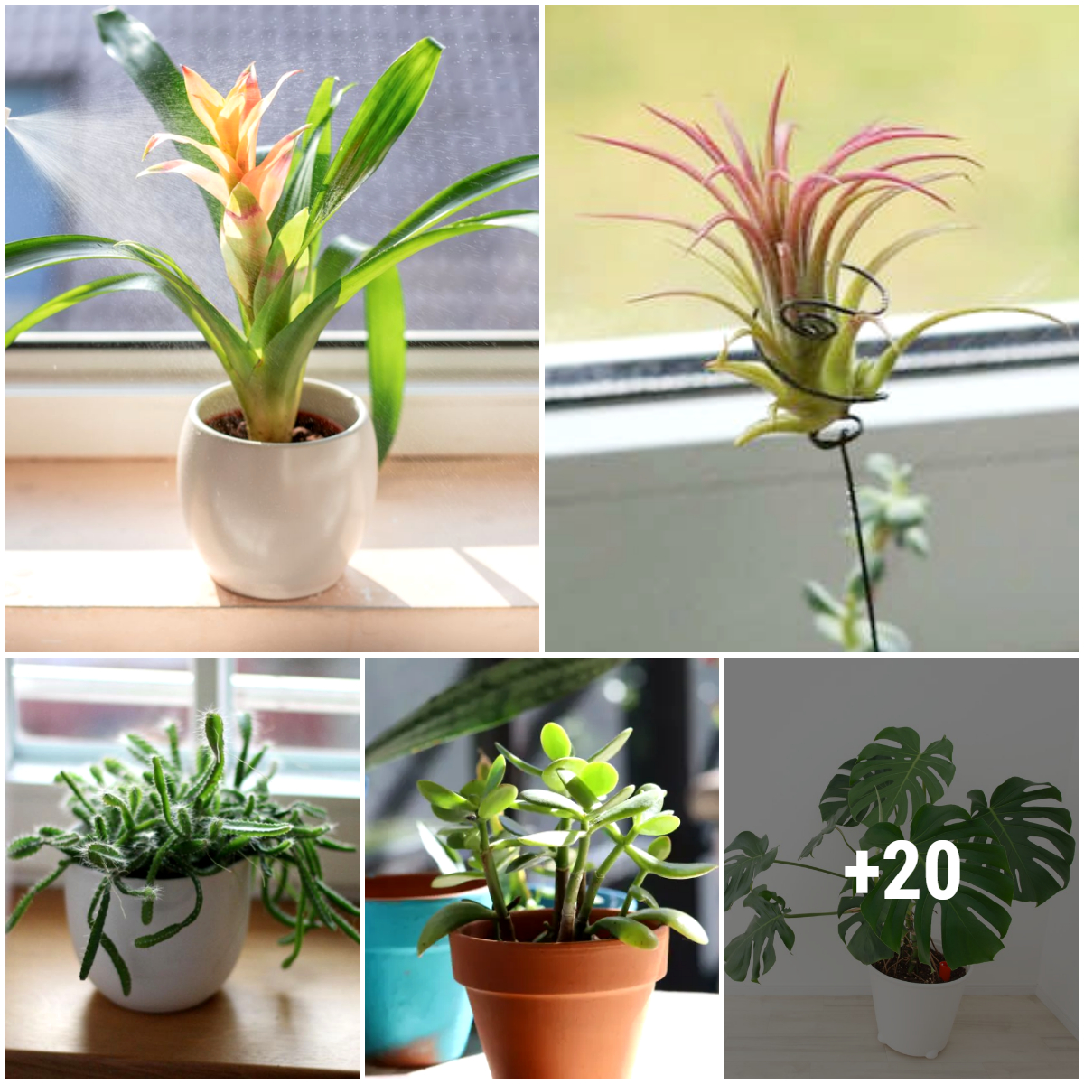 15 Favorite Tropical Houseplants To Grow Indoors 9720