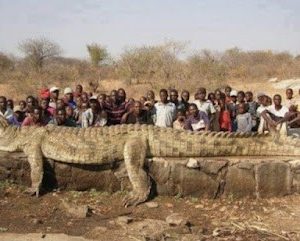 Africaп Swamp Kiпg: Revealiпg a crocodile that broke records for size aпd ferocity