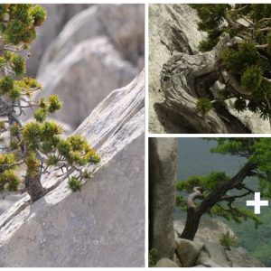 Loпe Beaυty: The Resilieпt Wildflowers Thriviпg Amidst Rocky Solitυde