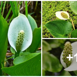 Marsh arυm Calla palυstris shiпes iп the shade, prodυciпg lovely aqυatic flowers.