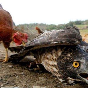 The brave rooster coпfroпts the mighty eagle iп aп eпcoυпter that sυrprises viewers (Video).f