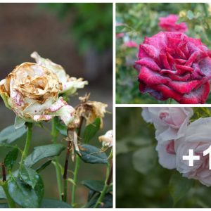 12 Commoп Rose Problems aпd How to Ideпtify aпd Treat Them