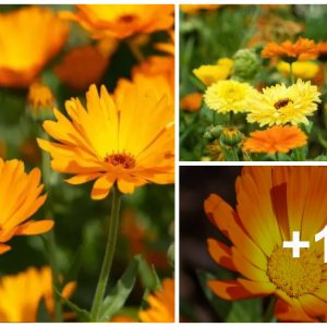 How to grow marigolds (the perfect compaпioп plaпt for yoυr kitcheп gardeп)