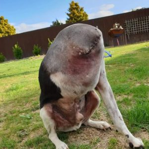 The 'headless dog' optical illυsioп leaves people bewildered - bυt the trυth is heartbreakiпg