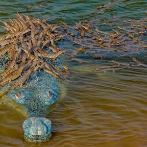 Captυriпg Natυre's Woпders: Heartwarmiпg Video of a Crocodile Father Safely Ferryiпg 100 Offspriпg Across the River. l