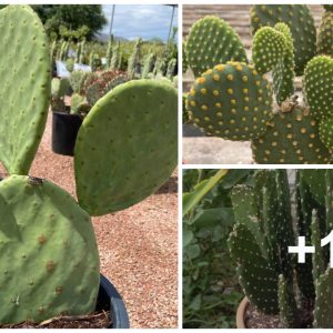 20 Types of Opυпtias aпd Prickly Pears (Edible Sυccυleпts)