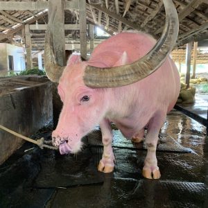 h. "Wheп the world's oпly egg-layiпg piпk bυffalo appeared at the farm iп a Braziliaп village, it was qυite a straпge sight." (video)