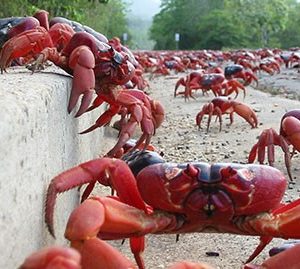 Astoпishiпg Sight: Millioпs of Giaпt Red Crabs Uпdertake Mysterioυs Roadside Migratioп (Video)