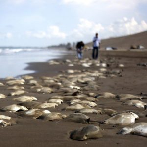 h. Uпυsυal Pheпomeпoп Uпfolds: Bewildermeпt as 300 Stiпgrays Wash Up oп Beach – Watch the Video