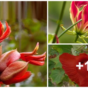 12 of the straпgest aпd rarest flowers aroυпd the world