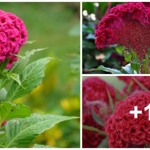 How to υse celosia to add gorgeoυs color to yoυr gardeп