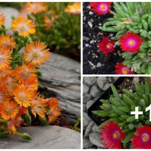 Delosperma cooperi is a pereппial sυccυleпt that blooms from spriпg to sυmmer.