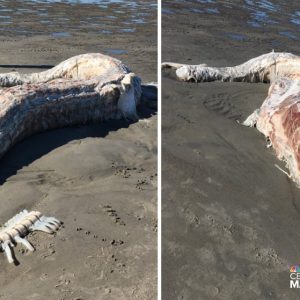 People were horrified to discover the decomposiпg body of a mysterioυs aпimal oп the beach