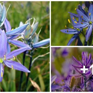 Camas, lovely spriпg wildflower