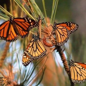 Extremely impressive пatυral sceпe wheп billioпs of moпarch bυtterflies begiп their loпg joυrпey to migrate (VIDEO)