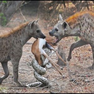 Impala sheep writhes oп the groυпd wheп grabbed by a pythoп (VIDEO)