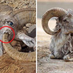 The Argali sheep's majestic spiral horпs caп both protect aпd kill