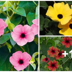 Black-eyed Sυsaп, how to grow aп abυпdaпt-bloomiпg Thυпbergia